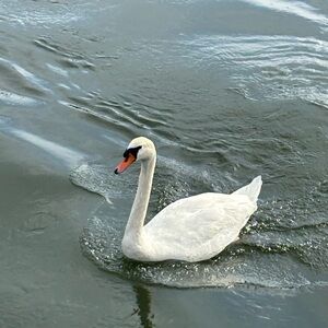 Meet your Posher, Isabella